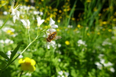 Parhelophilus