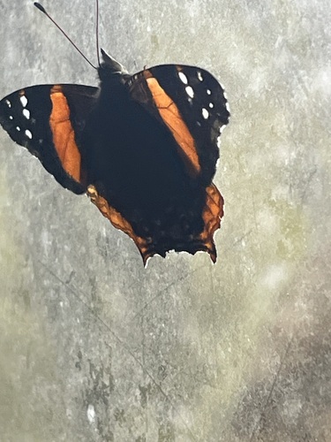 Vanessa dimorphica mortoni