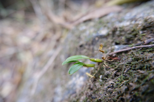Bulbophyllum ambrosia, photograph 4