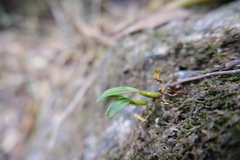 (c) 王天明, some rights reserved (CC BY) Bulbophyllum ambrosia, photograph (c) 王天明, some rights reserved (CC BY)