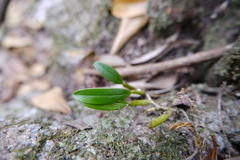 (c) 王天明, some rights reserved (CC BY) Bulbophyllum ambrosia, photograph (c) 王天明, some rights reserved (CC BY)