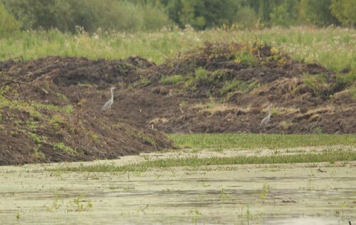 iNaturalist: (c) Соколков Юрий Павлович, some rights reserved (CC BY-NC), uploaded by Соколков Юрий Павлович iNaturalist image