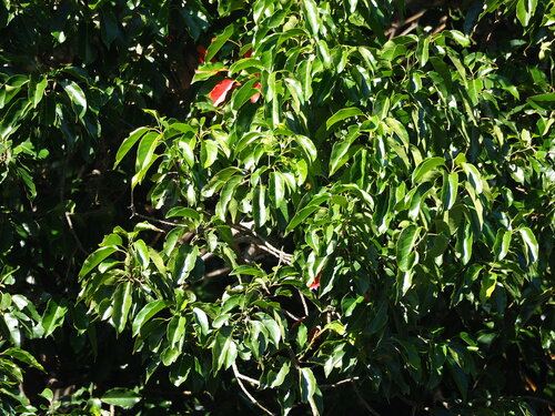 Ceylon Olive (Elaeocarpus serratus)