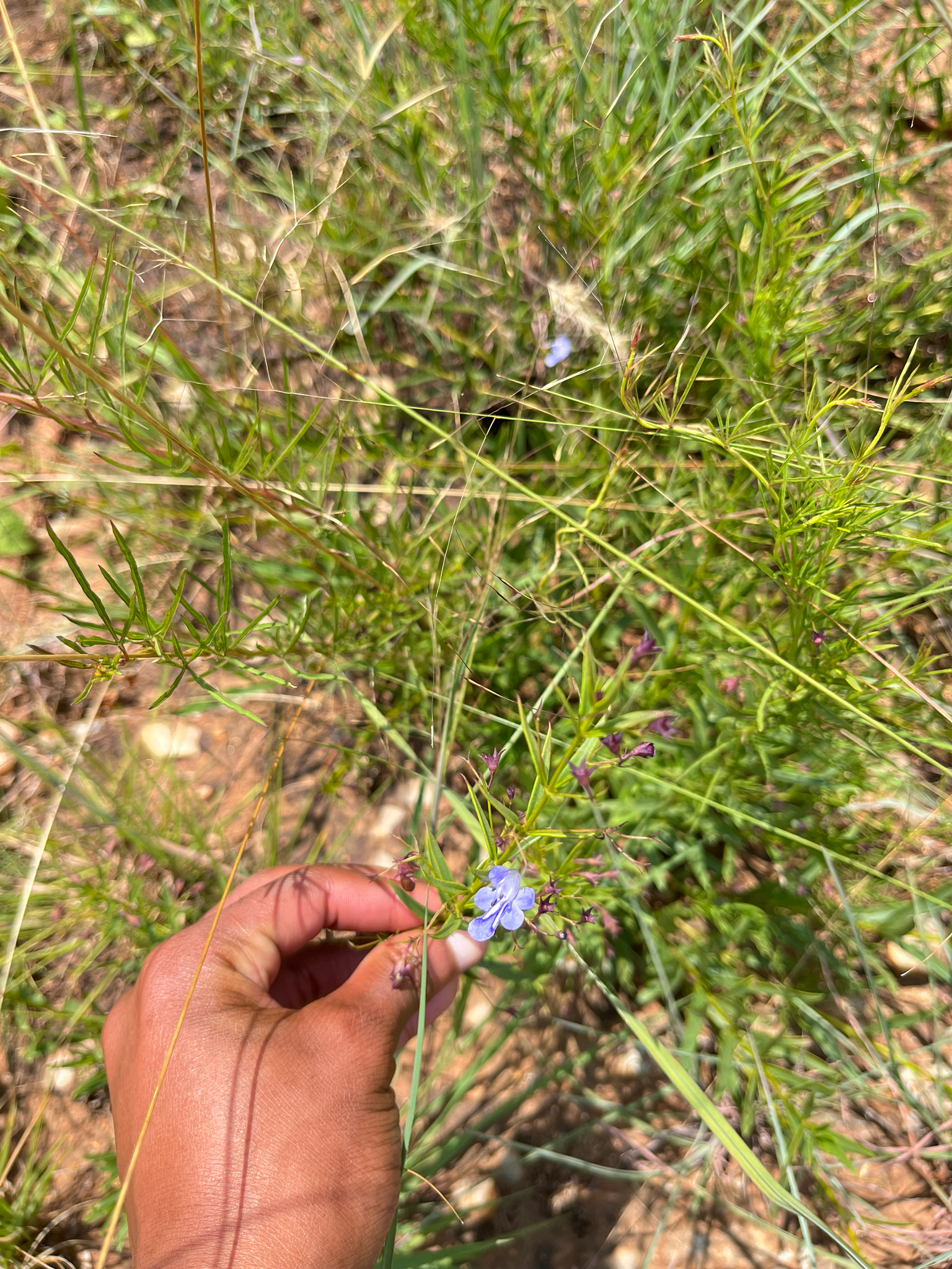 Slenderleaf Cat's Whiskers (Rotheca louwalbertsii)