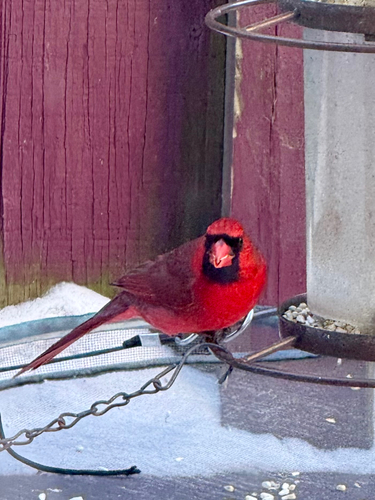 Northern Cardinal