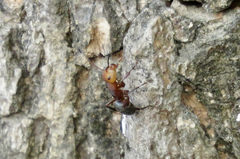 Camponotus rectangularis