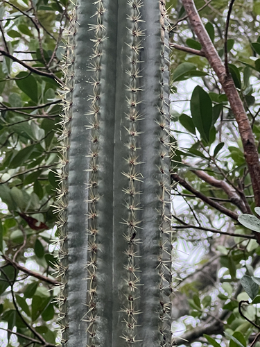 Key tree cactus (Pilosocereus robinii)