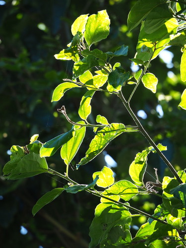 Cordia dichotoma