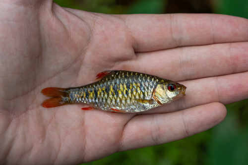Barbodes semifasciolatus