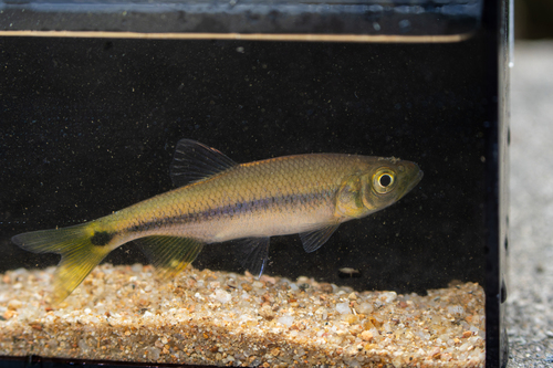Banded predatory carp (Parazacco fasciatus) — Cyprinidae — 4