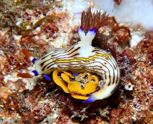 Nembrotha lineolata