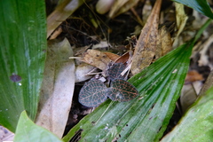 Anoectochilus roxburghii, photograph (c) 王天明, some rights reserved (CC BY)