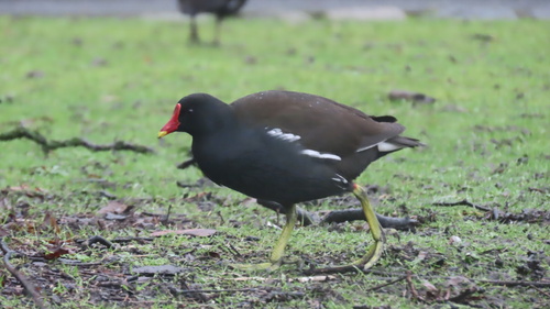 iNaturalist: (c) dillonsng, some rights reserved (CC BY-NC) iNaturalist image