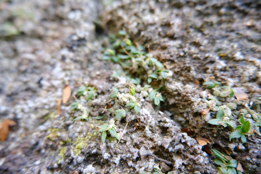 Porpax pusilla