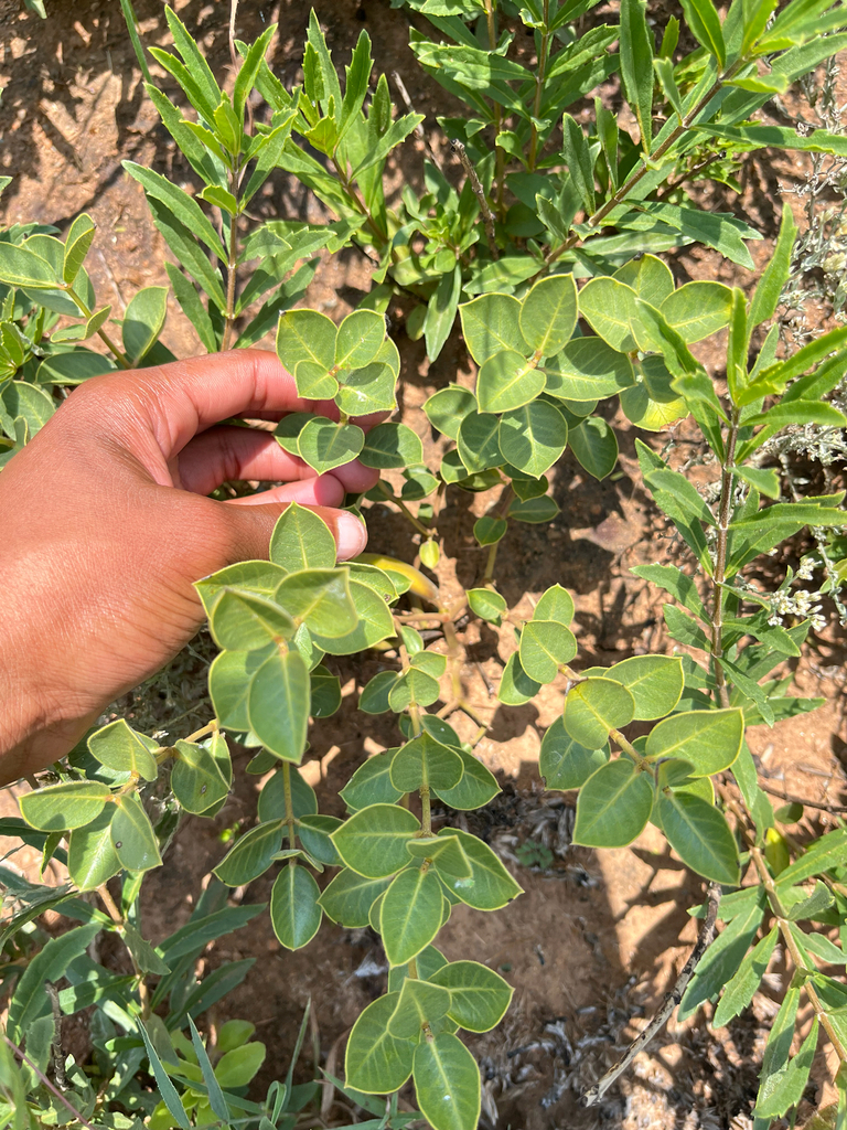 Raphionacme hirsuta (E.Mey.) R.A.Dyer