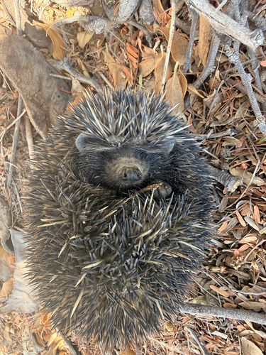 Southern African Hedgehog