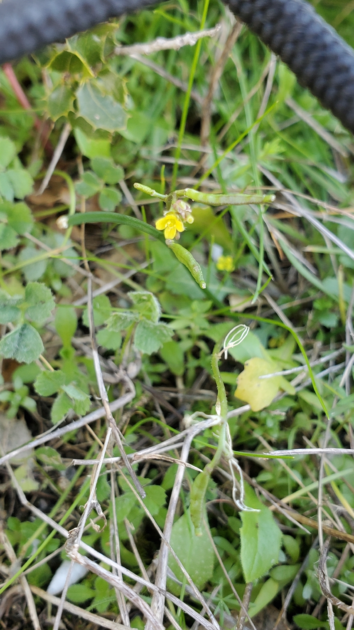 Mediterranean rocket