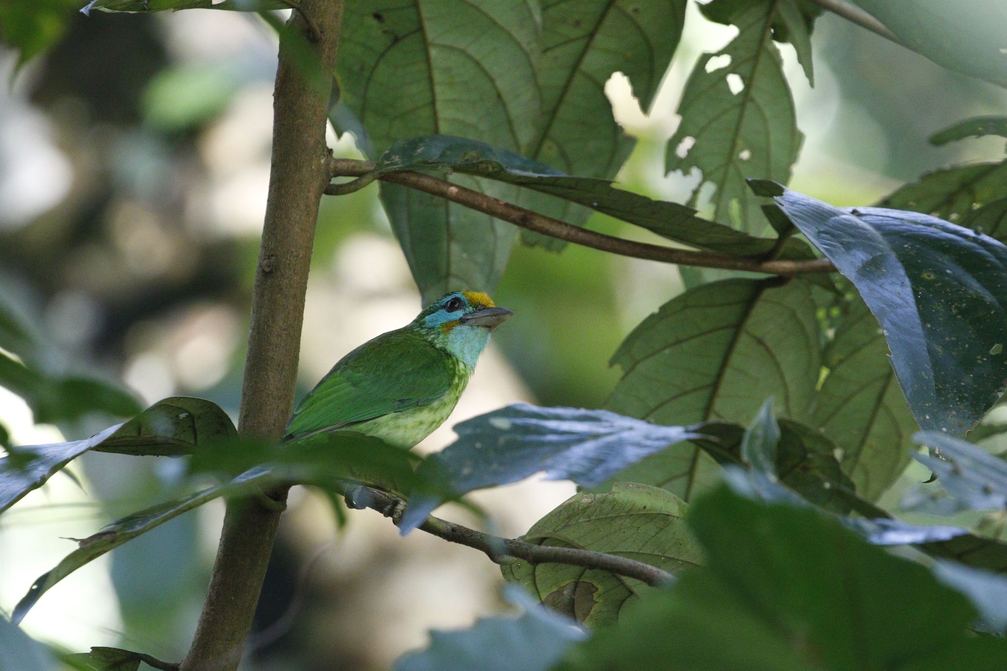 Yellow-fronted Barbet (Psilopogon flavifrons), photo 2