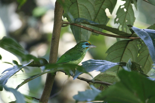 Yellow-fronted Barbet (Psilopogon flavifrons), photo 3