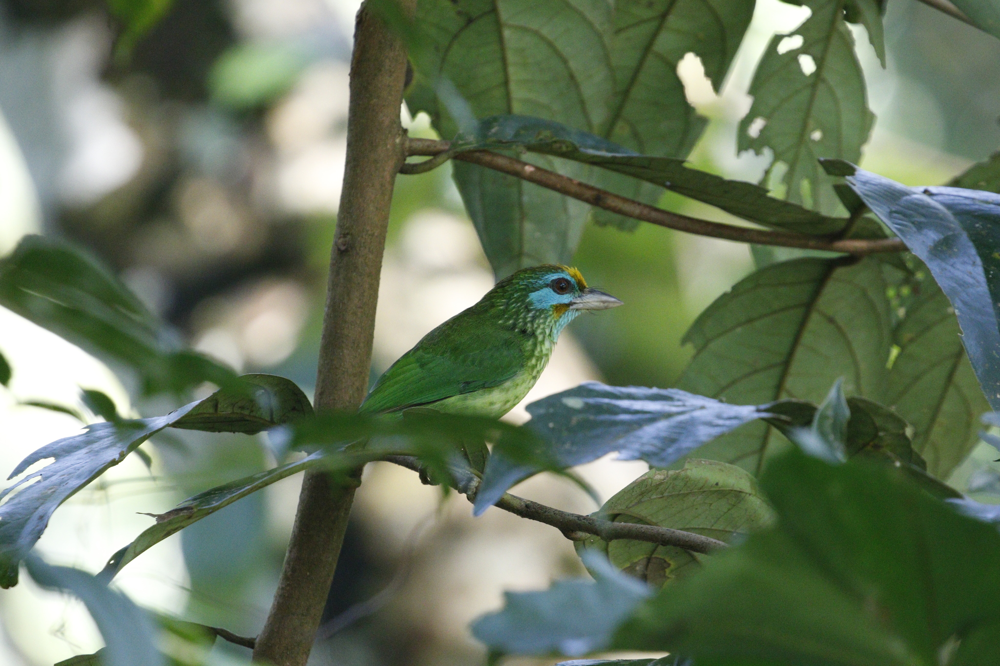 Yellow-fronted Barbet (Psilopogon flavifrons), photo 3