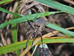 Lycosidae