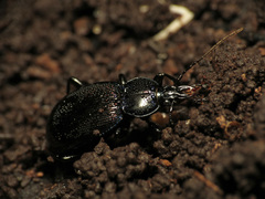 Sphaeroderus stenostomus