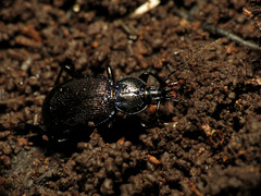 Sphaeroderus stenostomus