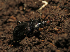 Sphaeroderus stenostomus
