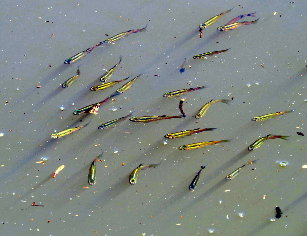 Southern Splash Tetra