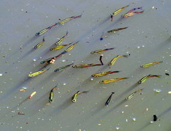 Southern Splash Tetra photo 2