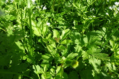 Eupeodes latifasciatus