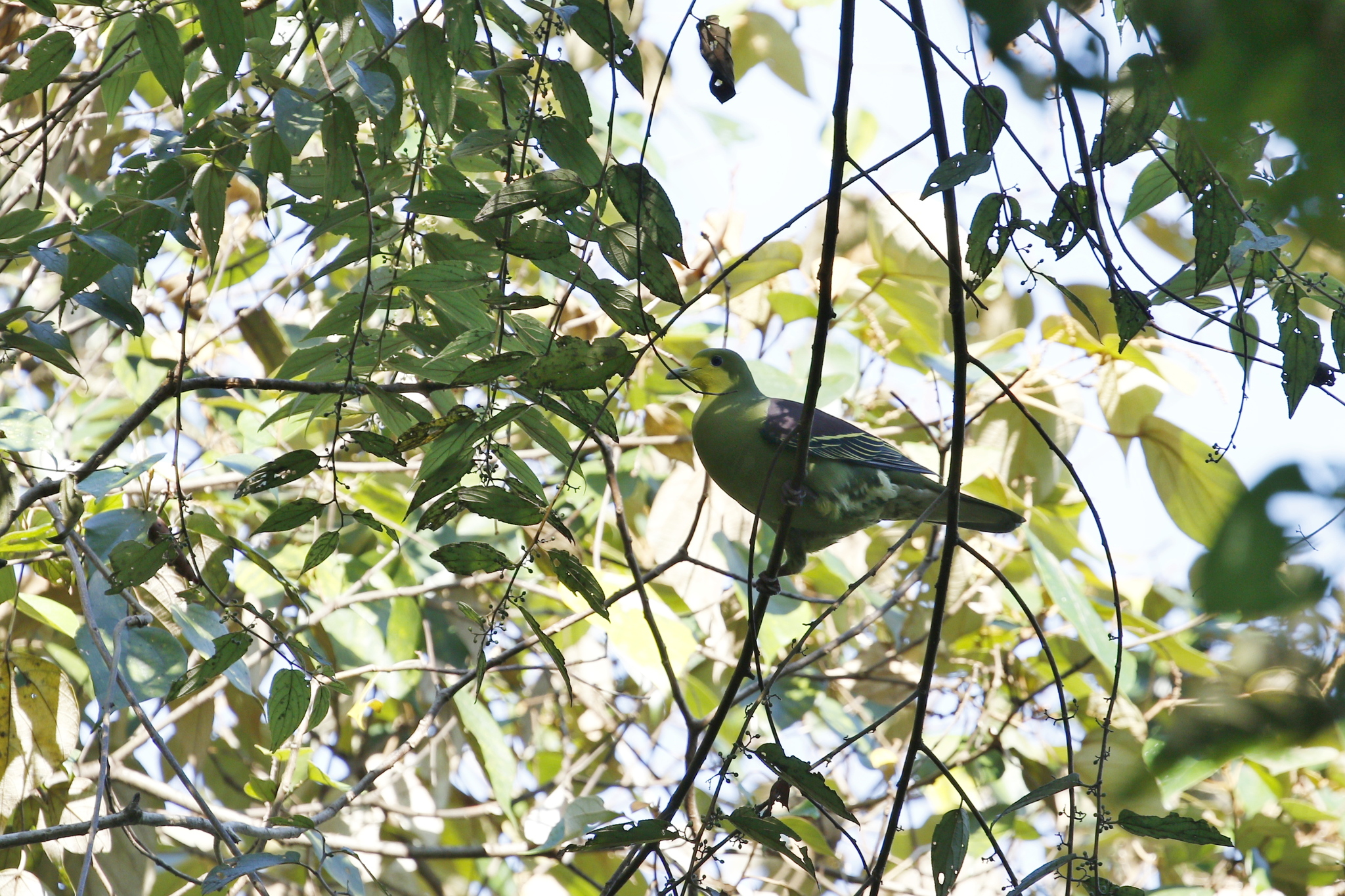Sri Lanka Green Pigeon (Treron pompadora), photo 3