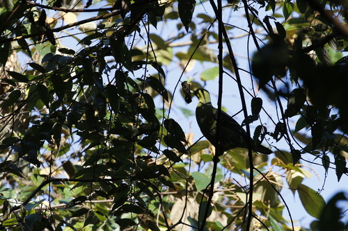 Sri Lanka Green Pigeon (Treron pompadora), photo 4