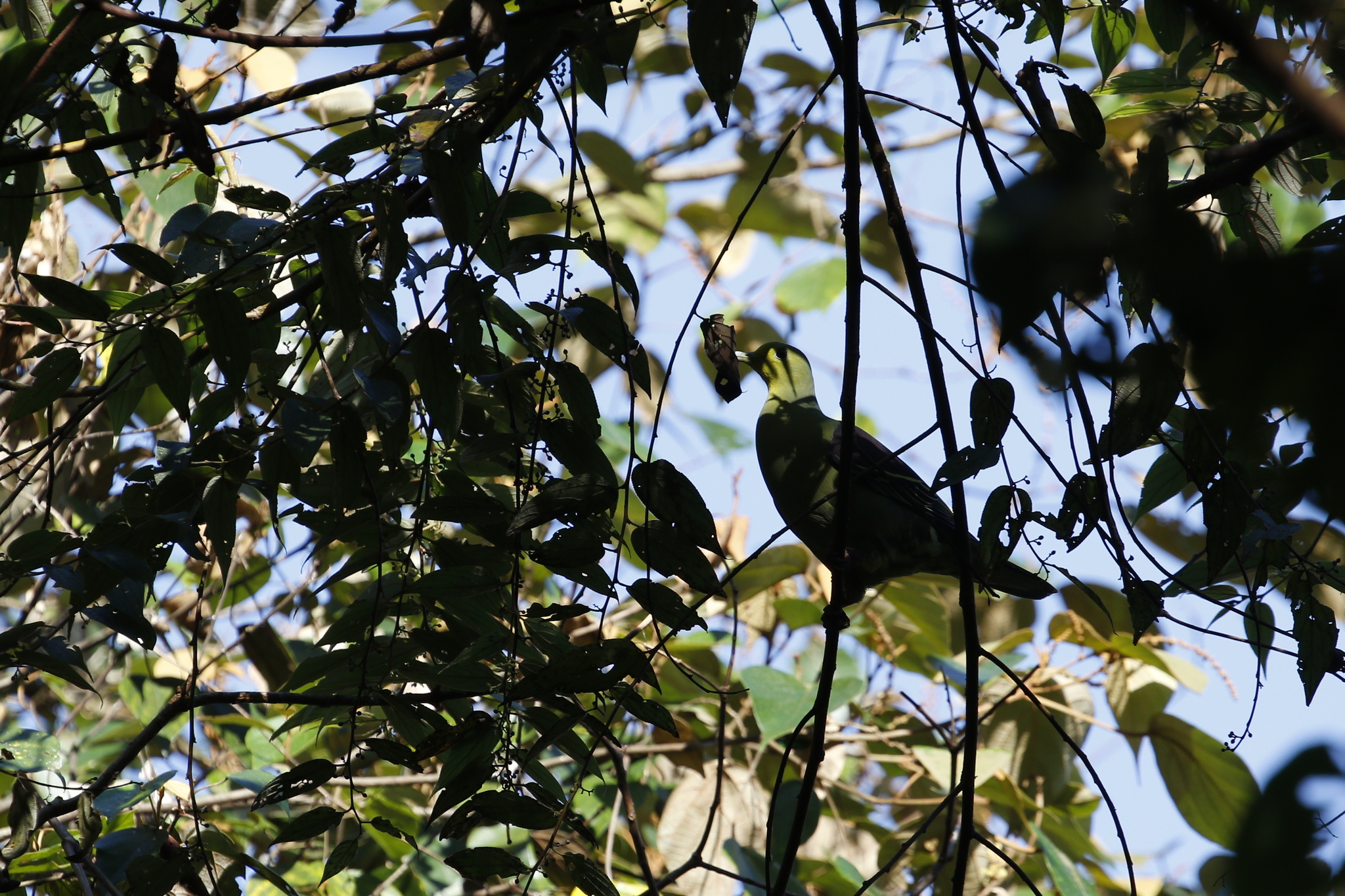 Sri Lanka Green Pigeon (Treron pompadora), photo 4