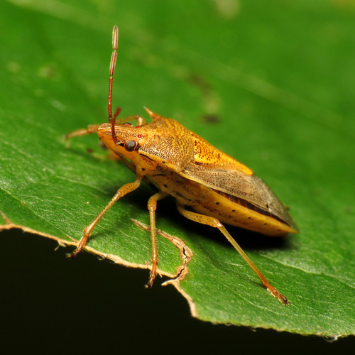 Rice Stink Bug photo 5
