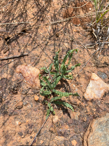 Ledebouria crispa