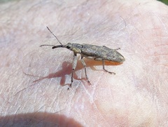Rhinotia pictirostris