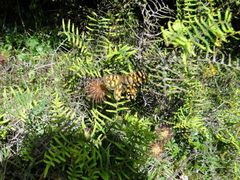 Heteronympha cordace