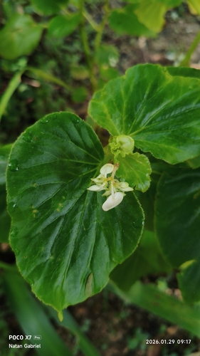 Clubed begonia