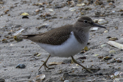iNaturalist: (c) Константин Т, some rights reserved (CC BY-NC), uploaded by Константин Т iNaturalist image