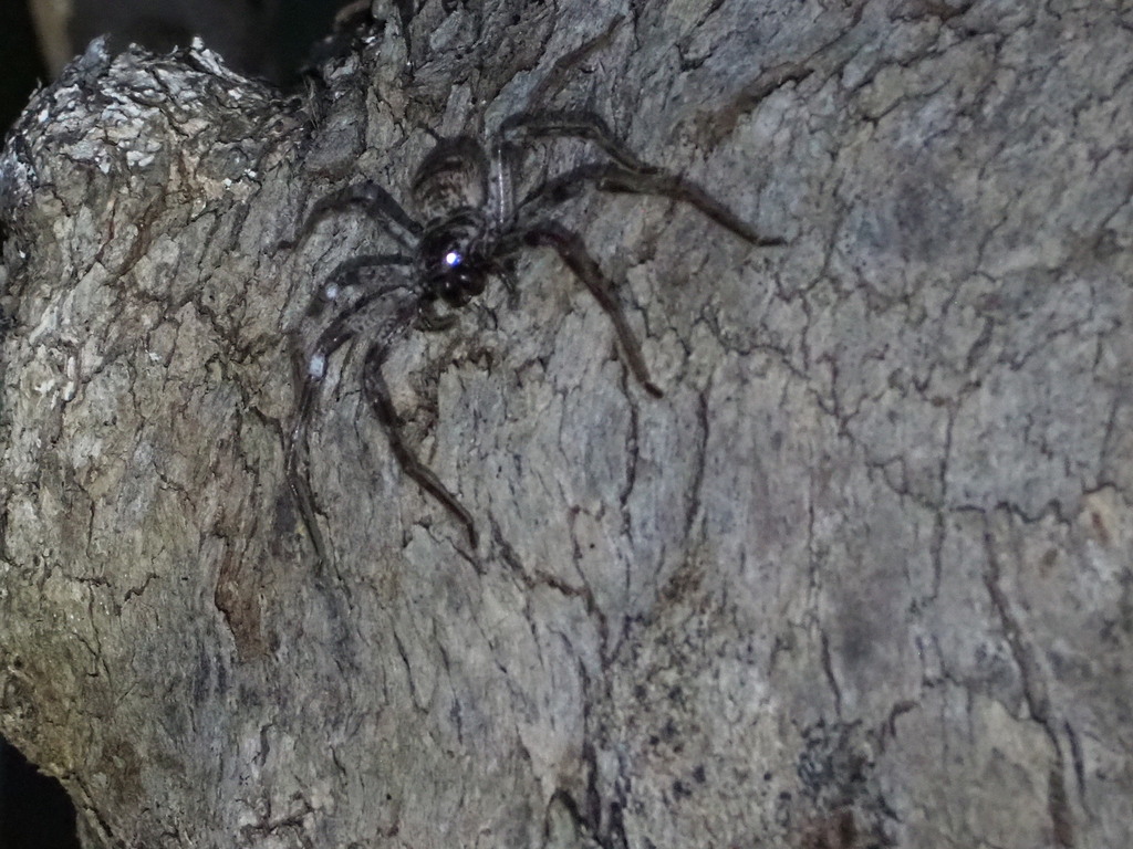 Western Australian Banded Huntsman from Baldivis WA 6171, Australia on ...