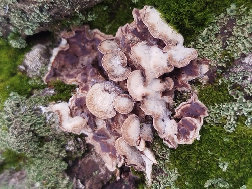 Silverleaf Fungus