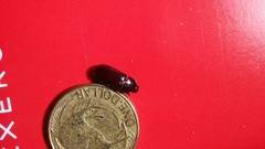 Uloma tenebrionoides