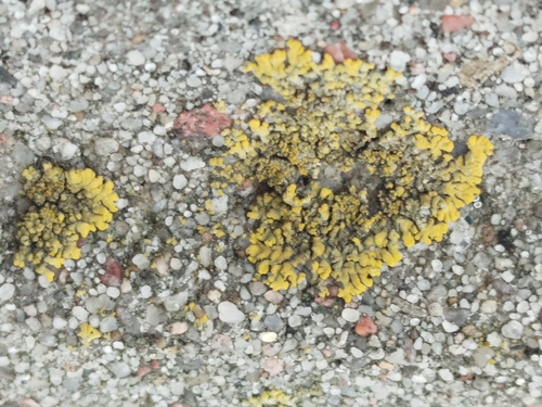 Broken Yolks