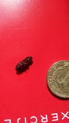 Uloma tenebrionoides