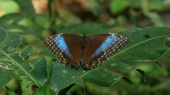 Morpho helenor marinita