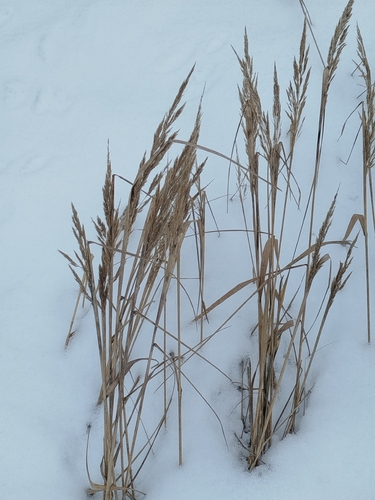 Bushgrass