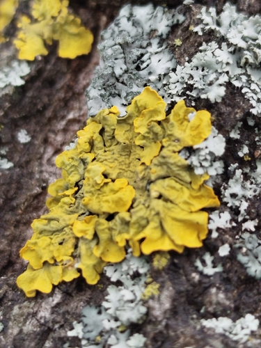 Common Sunburst Lichen