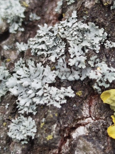 Hooded Rosette Lichen