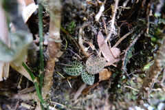 Anoectochilus roxburghii, photograph (c) 王天明, some rights reserved (CC BY)